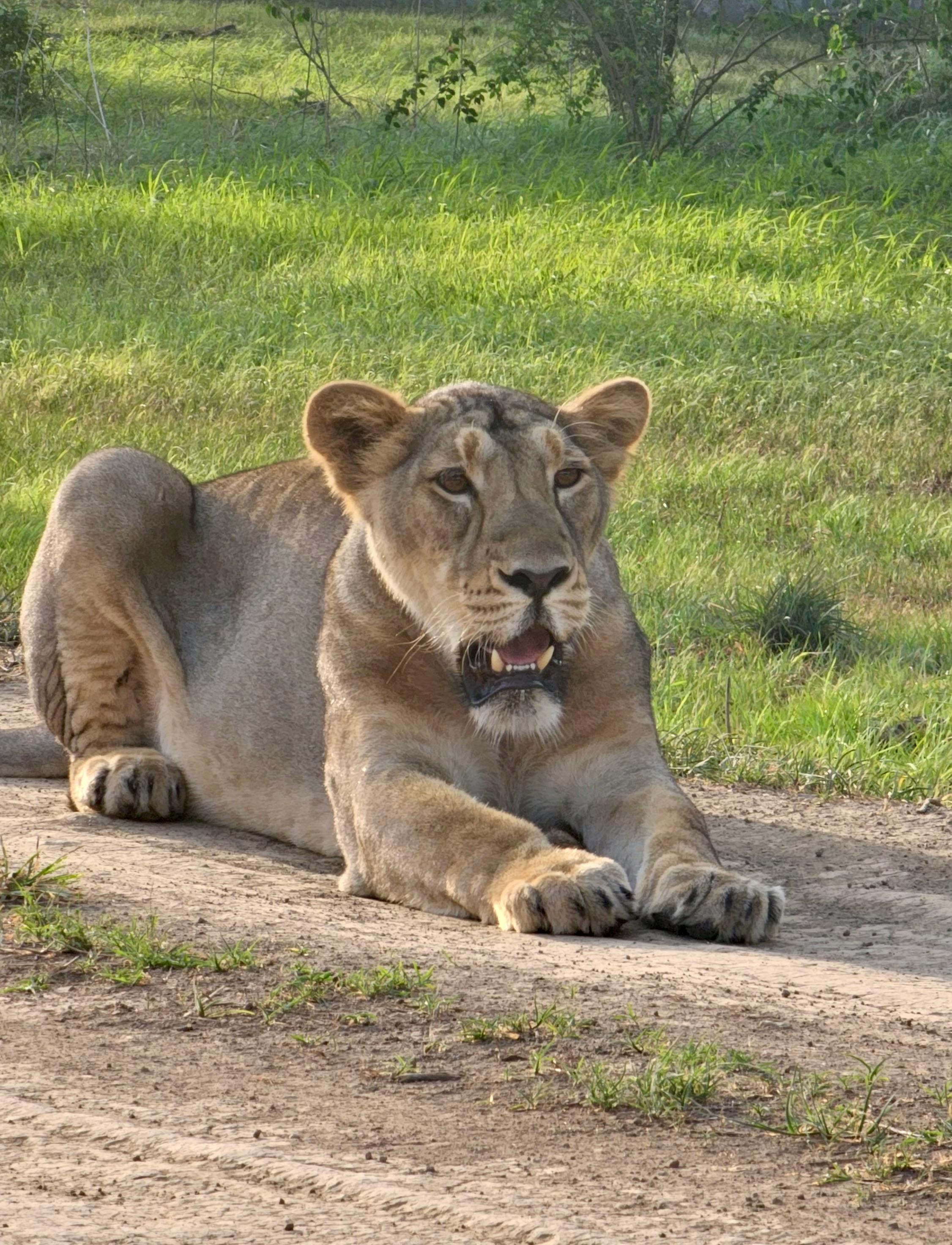 lion