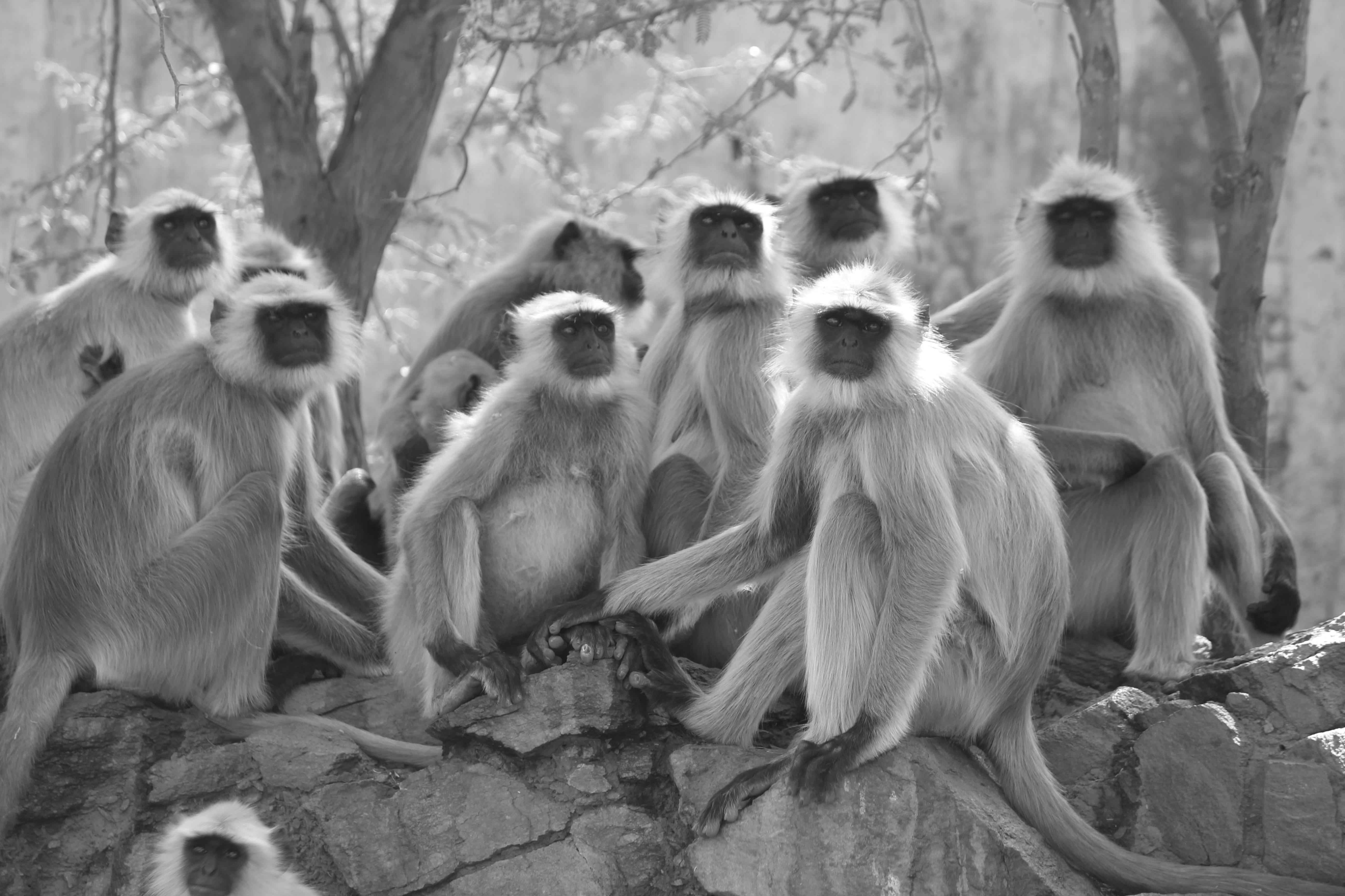 A black and white image capturing a group of gray langurs sitting on rocks in a natural habitat.